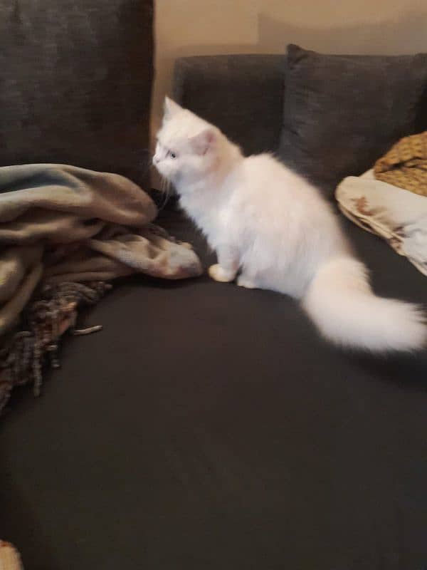 Persian Kitten for Sale 1