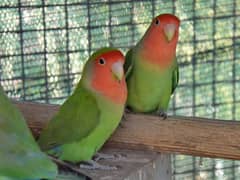 Peach face love birds