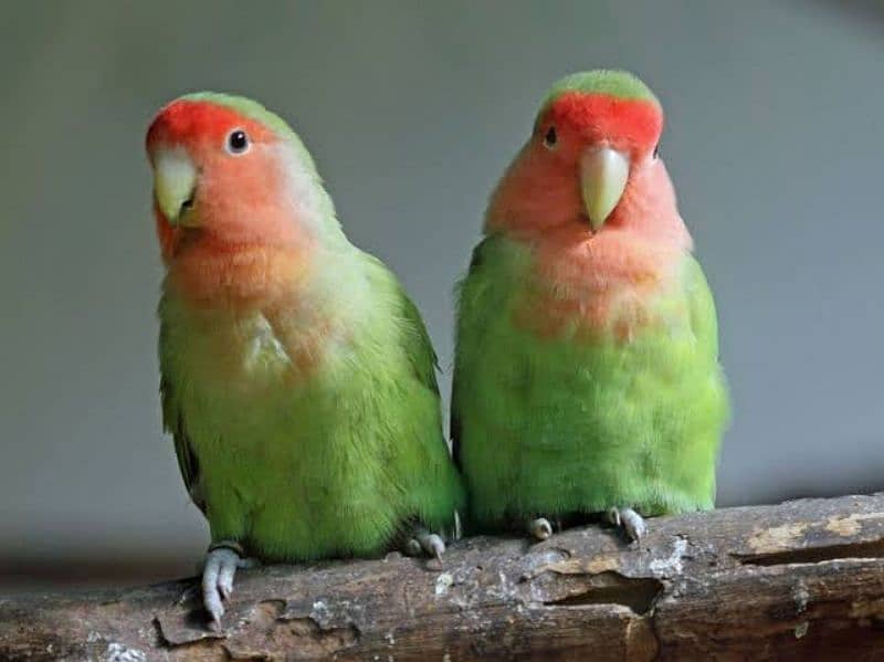 Peach face love birds 1