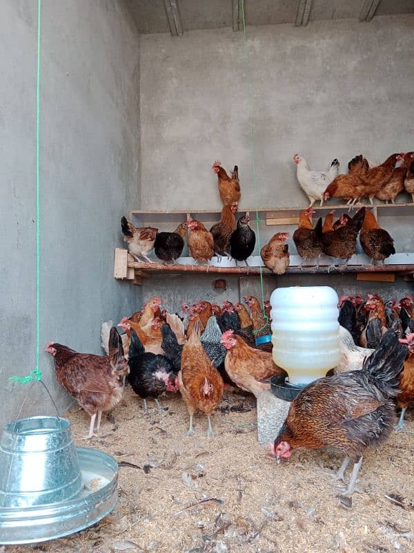 Desi golden Fully vaccinated starter hens are available. 03185651616 0