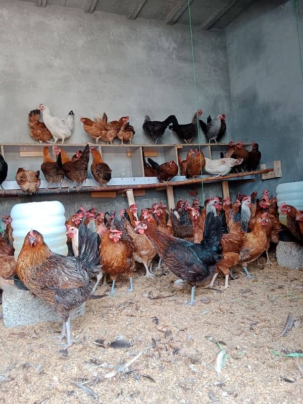 Desi golden Fully vaccinated starter hens are available. 03185651616 1