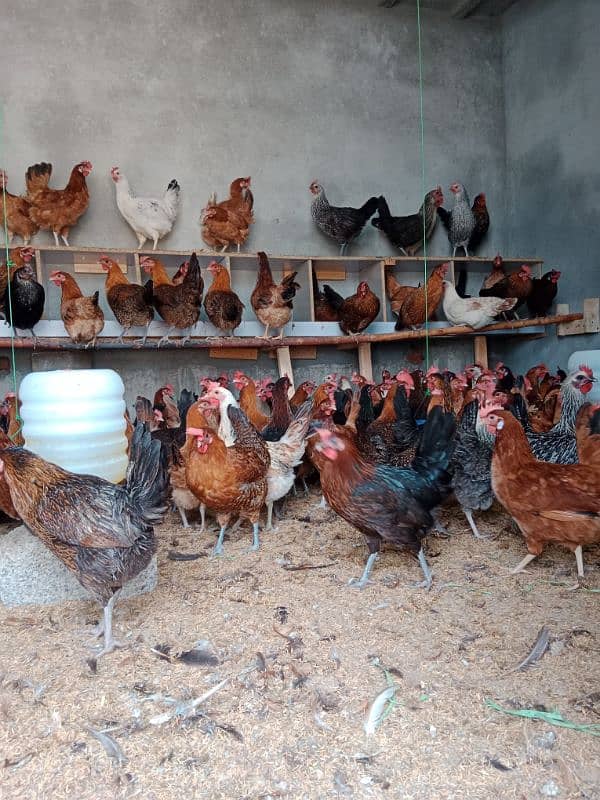 Desi golden Fully vaccinated starter hens are available. 03185651616 2