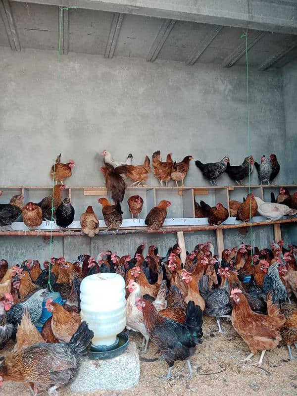 Desi golden Fully vaccinated starter hens are available. 03185651616 3