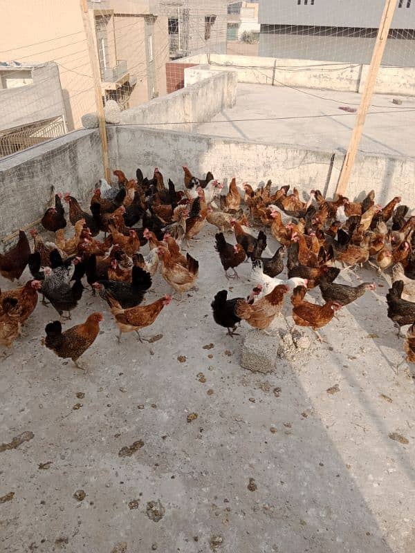 Desi golden Fully vaccinated starter hens are available. 03185651616 5