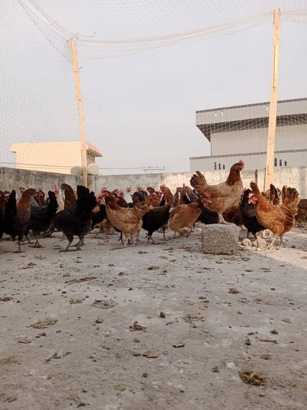 Desi golden Fully vaccinated starter hens are available. 03185651616 7