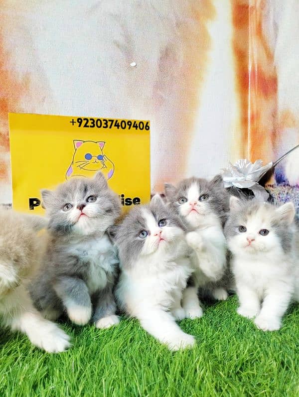 Persian kittens bi colour  white blue eyes and ginger Each price 25000 0