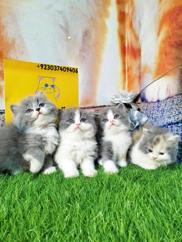 Persian kittens bi colour  white blue eyes and ginger Each price 25000 1