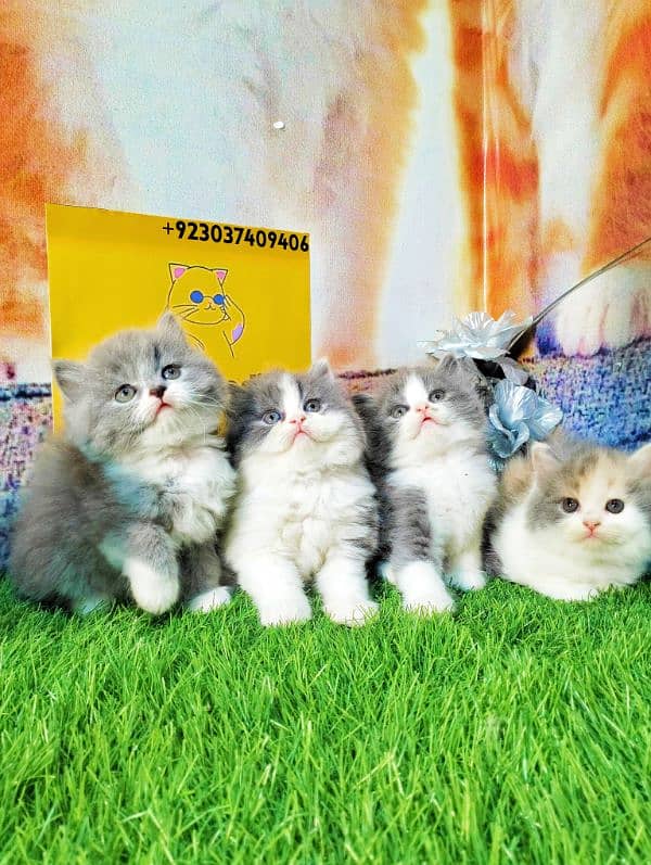 Persian kittens bi colour  white blue eyes and ginger Each price 25000 2