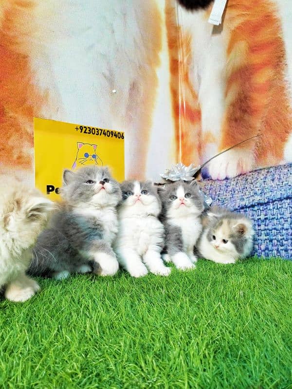 Persian kittens bi colour  white blue eyes and ginger Each price 25000 3