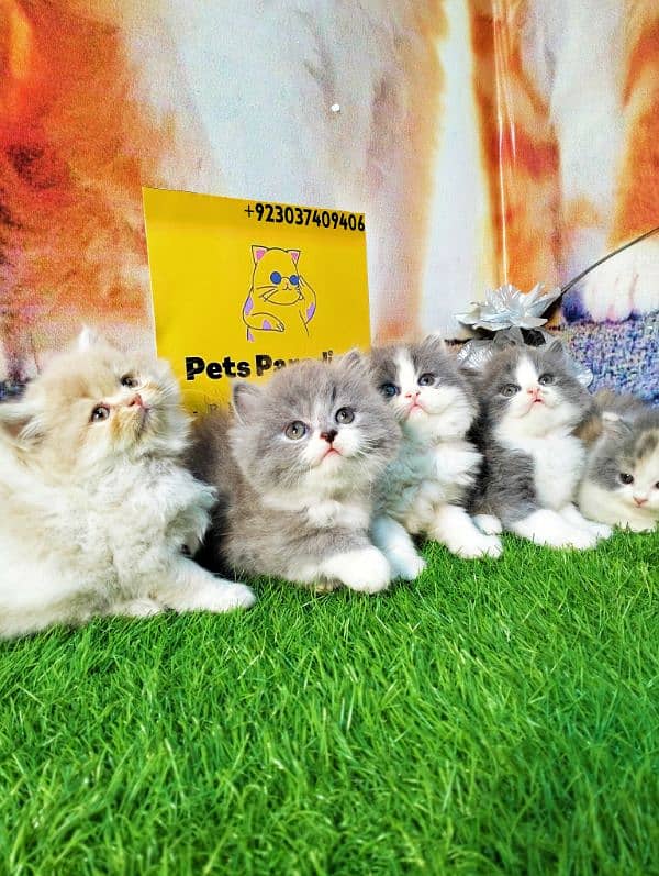 Persian kittens bi colour  white blue eyes and ginger Each price 25000 4