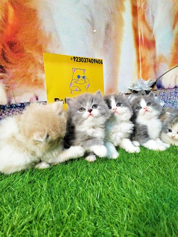 Persian kittens bi colour  white blue eyes and ginger Each price 25000 5