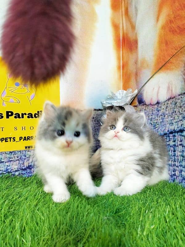 Persian kittens bi colour  white blue eyes and ginger Each price 25000 6