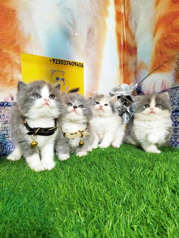 Persian kittens bi colour  white blue eyes and ginger Each price 25000 7