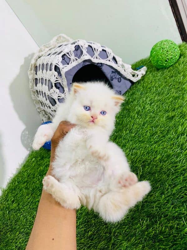 Persian kittens bi colour  white blue eyes and ginger Each price 25000 8