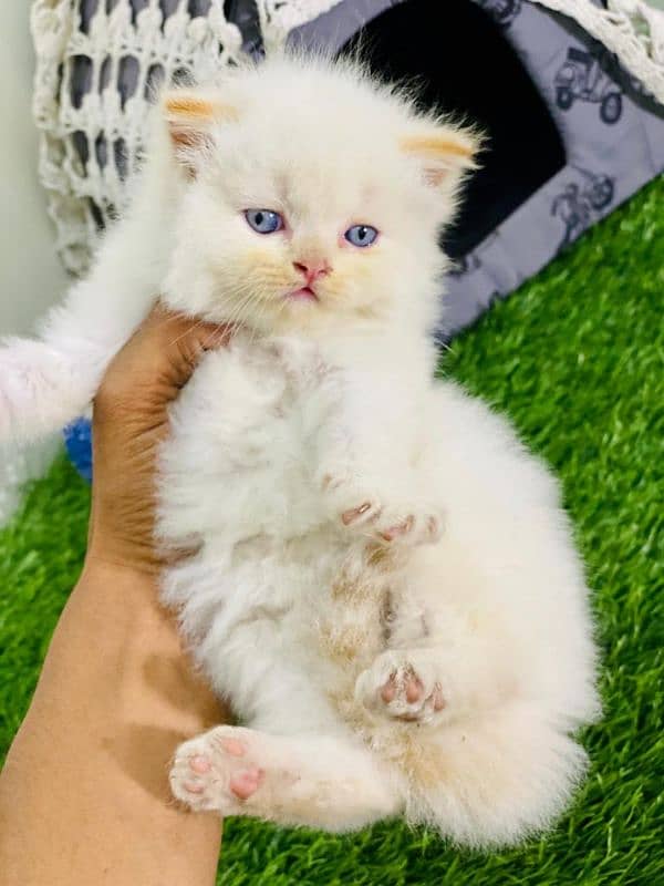 Persian kittens bi colour  white blue eyes and ginger Each price 25000 9