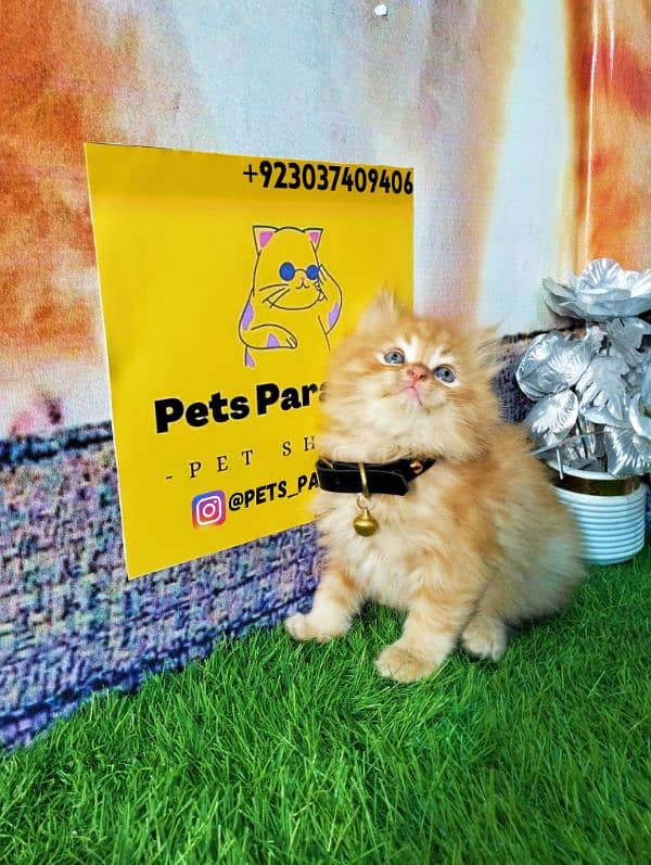 Persian kittens bi colour  white blue eyes and ginger Each price 25000 12