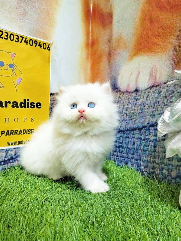 Persian kittens bi colour  white blue eyes and ginger Each price 25000 14