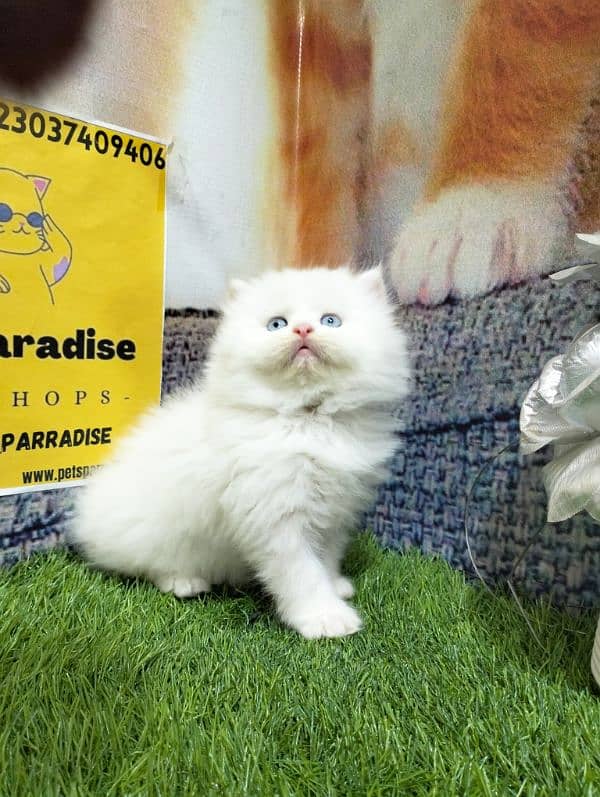 Persian kittens bi colour  white blue eyes and ginger Each price 25000 15