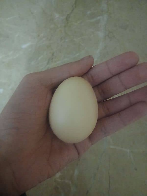 Organic Desi Eggs For Sale(12 eggs) 2