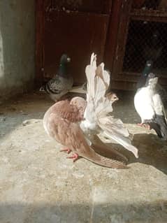 Fantail pigeons