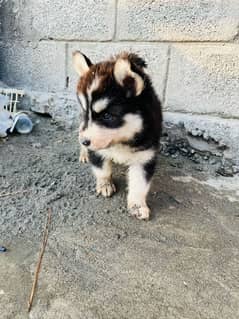 husky puppy male