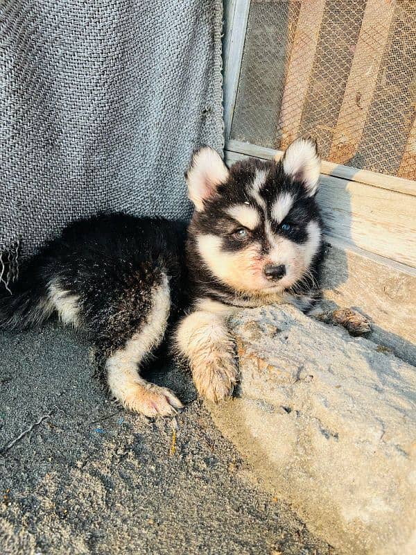 husky puppy male 1