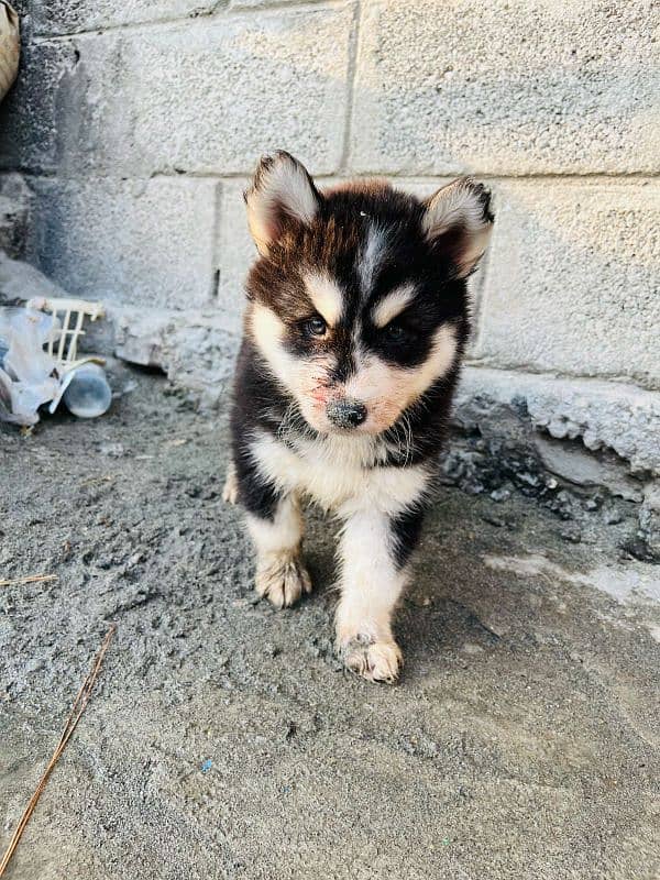 husky puppy male 2