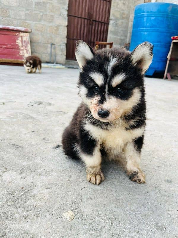 husky puppy male 3