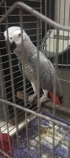 GREY parrot tame n talking assalamualaikum & many words