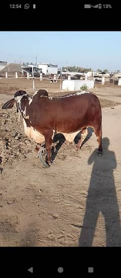 aik cow 4 bachre ready 4qurbani 2025