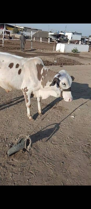 aik cow 4 bachre ready 4qurbani 2025 1