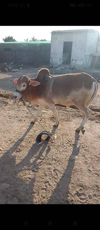 aik cow 4 bachre ready 4qurbani 2025 2