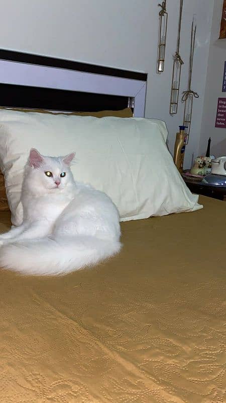 Female Persian Doll Face Cat 6months Old 1