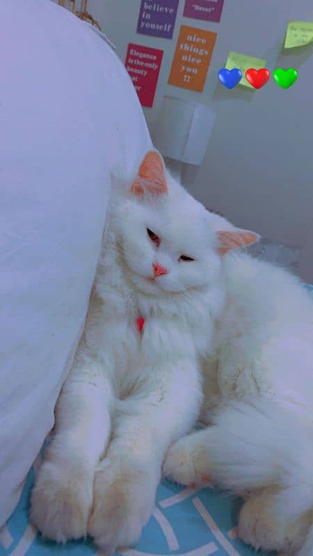 Female Persian Doll Face Cat 6months Old 4