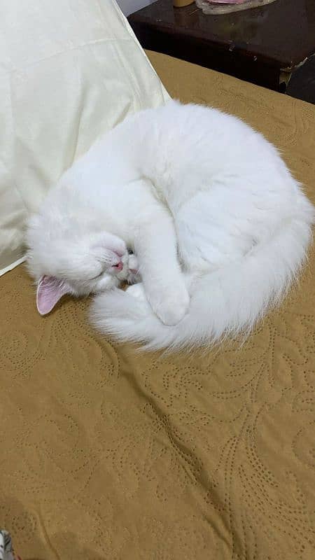 Female Persian Doll Face Cat 6months Old 7