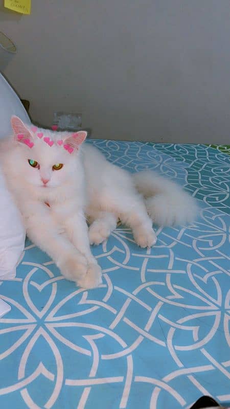 Female Persian Doll Face Cat 6months Old 8