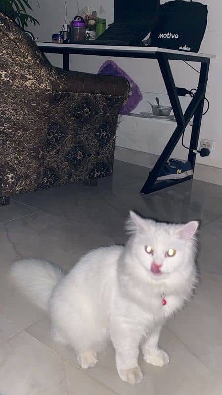 Female Persian Doll Face Cat 6months Old 9