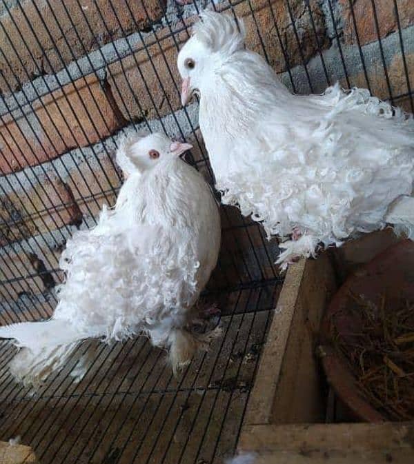 back fril breeder pair pure white beauty for sale 0