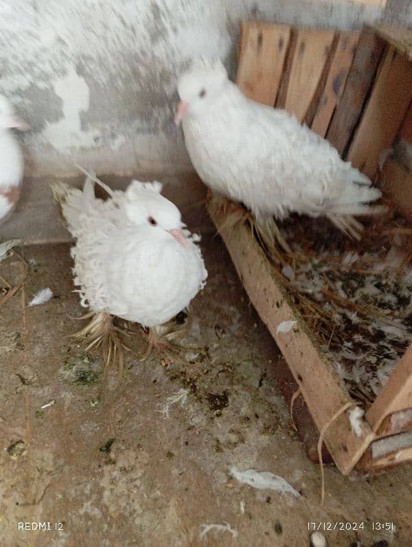 back fril breeder pair pure white beauty for sale 2