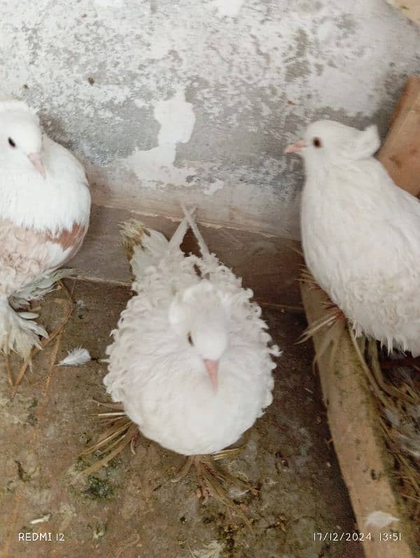 back fril breeder pair pure white beauty for sale 3