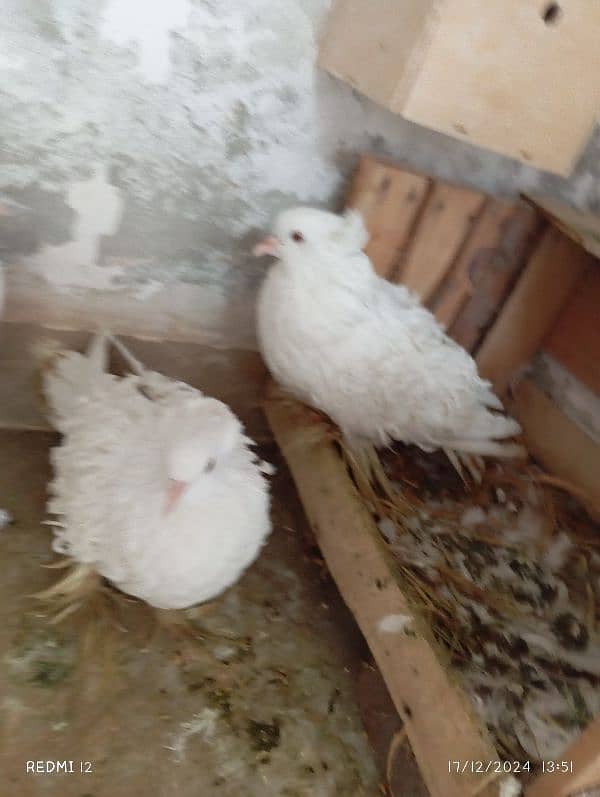 back fril breeder pair pure white beauty for sale 5