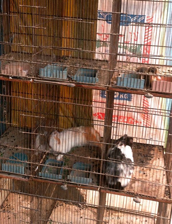 12 KHANO WALA USED IRON CAGE FOR SALE. 0