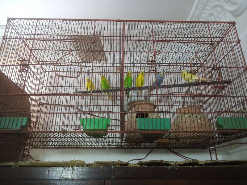 big cage with 7 budgies 0