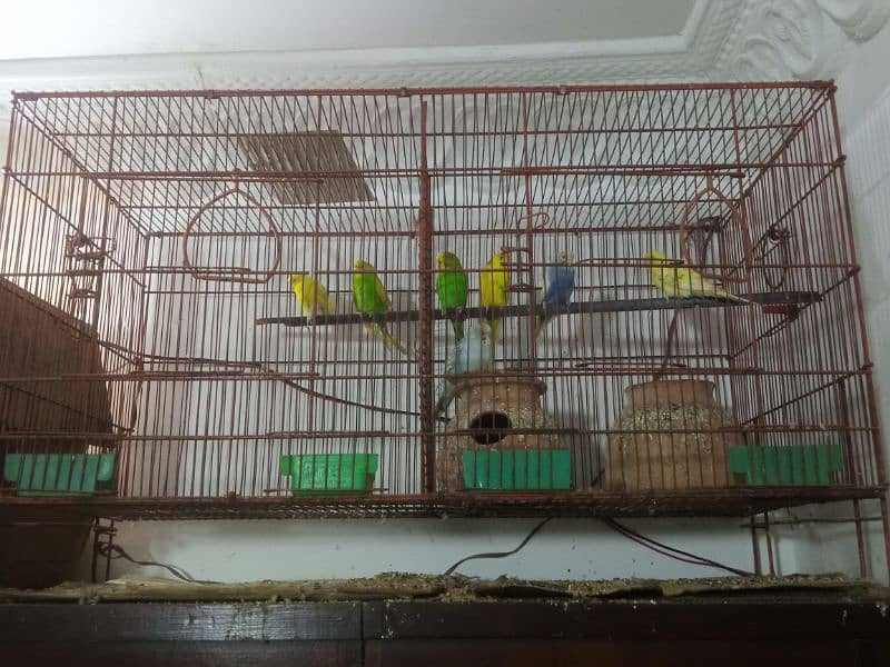 big cage with 7 budgies 1