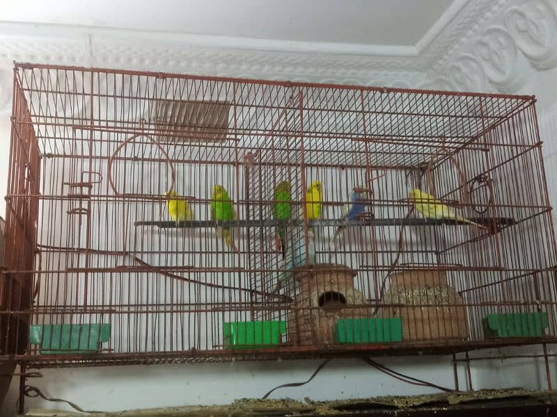 big cage with 7 budgies 2