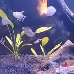 Tetra Fish Variety For Sale