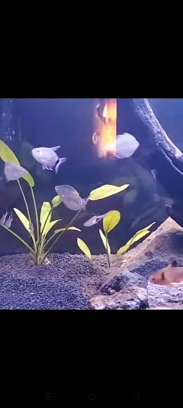 Tetra Fish Variety For Sale 1