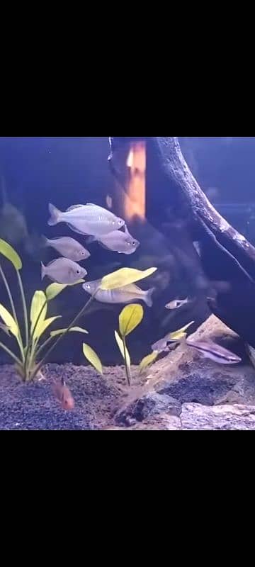 Tetra Fish Variety For Sale 3