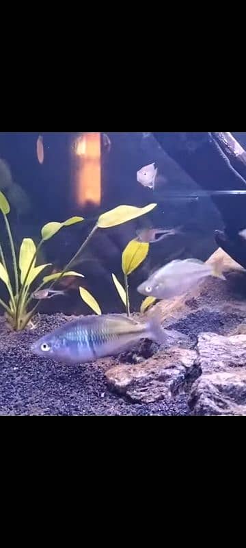 Tetra Fish Variety For Sale 10