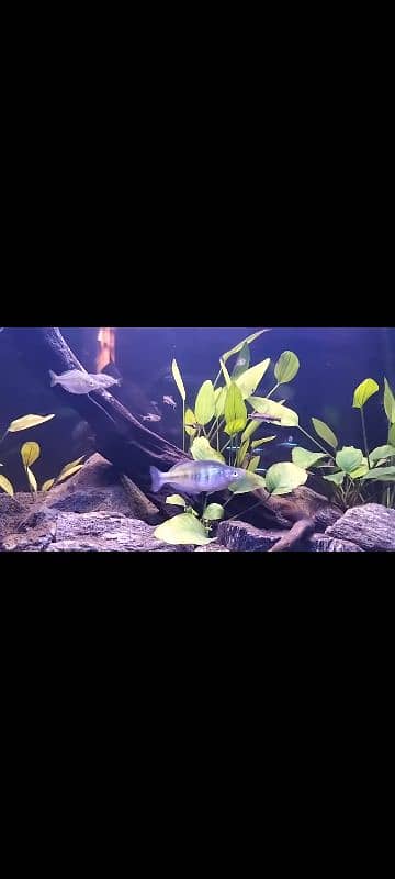 Tetra Fish Variety For Sale 13